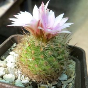 turbinicarpus knuthianus