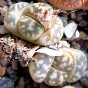 1625.7 lithops karasmontana bella C 285