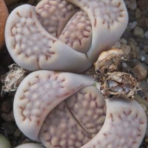 1596.9 Lithops hallii