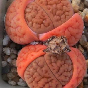 1616.4lithops hookeri rusty pink,red lines