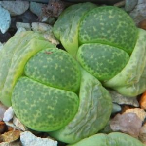 lithops terricolor green santpoort