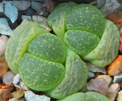 lithops terricolor green santpoort