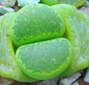 lithops terricolor green santpoort