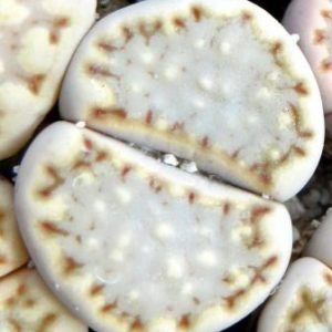 lithops julii milki window