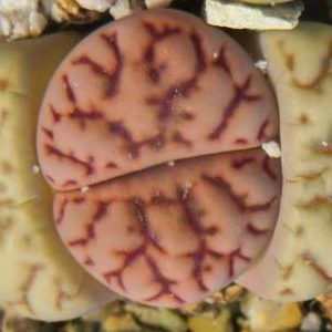 lithops bromfieldii v mennellii