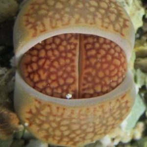Lithops hallii var. hallii C.176