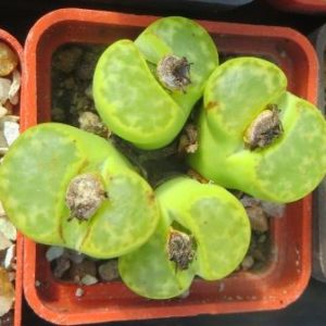 lithops bromfieldii sulphurea 4  голови