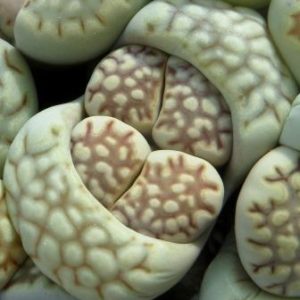 lithops julii fulleri c 203
