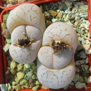 dinteranthus vanzylii lineatus