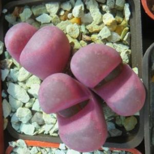 lithops optica rubra 3 голови