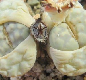lithops julii c 297