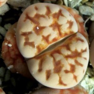 lithops karasmontana summitatum