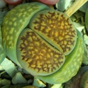 1609 Lithops hallii var. hallii С 87