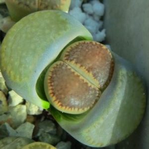 1609 Lithops hallii var. hallii С 87