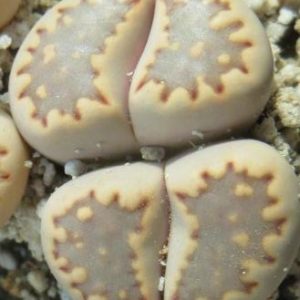 lithops julii milki window