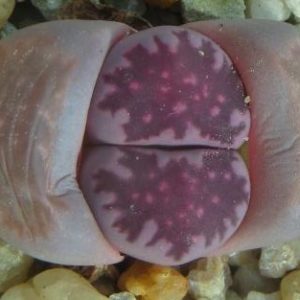 lithops salicola bacchus