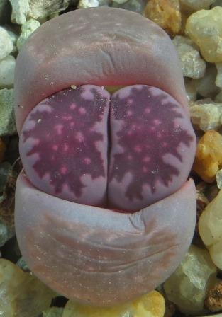 lithops salicola bacchus