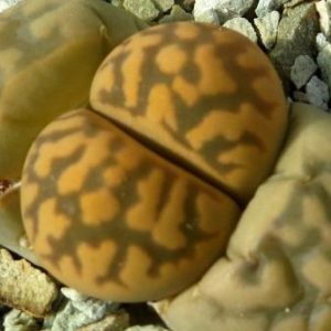 lithops karasmontana bella C 143
