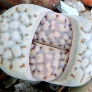 lithops julii c 56