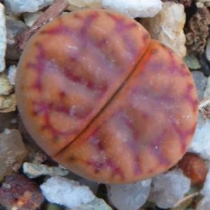 lithops bromfieldii c 40