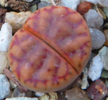 lithops bromfieldii c 40