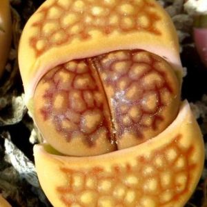 1608lithops hallii v ochracea