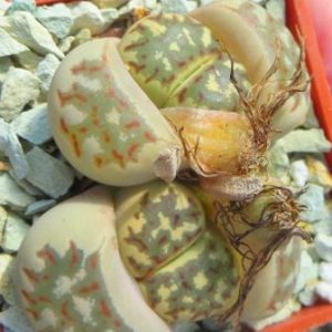 lithops dorotheae c124