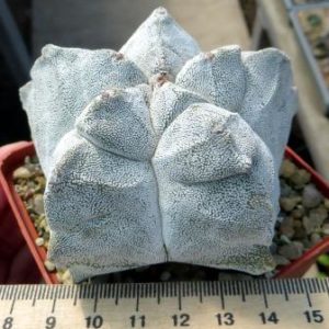 astrophytum myriostigma kikko