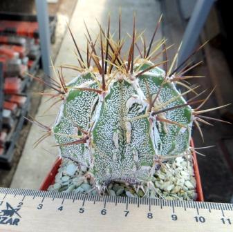 astrophytum ornatum fukuryu