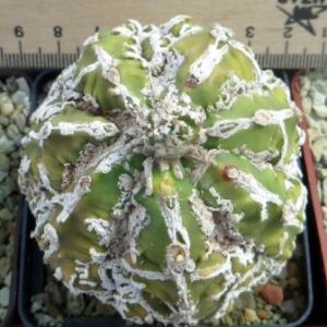 astrophytum myriostigma fukuryu