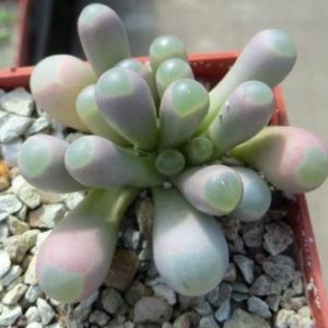fenestraria rhopalophylla біла квітка