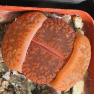 1550 lithops aucampiae kuruman