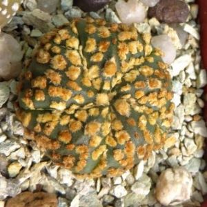 astrophytum super kabuto gold 5 rebs
