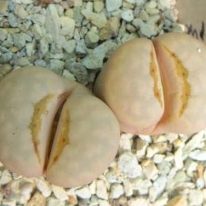 lithops julii imostiae L 65