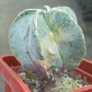 astrophytum myriostigma variegata