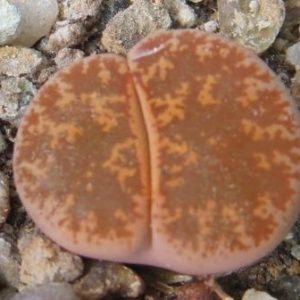 lithops lesliei classic