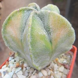astrophytum myriostigma variegata