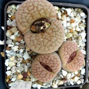 1616.47 lithops hookeri lutea  C 38 ціна за весь куб
