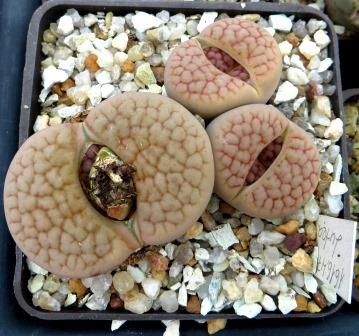 1616.47 lithops hookeri lutea C 38 ціна за весь куб