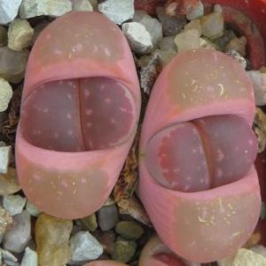 lithops red olive