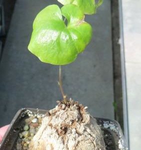Dioscorea-elephantipes