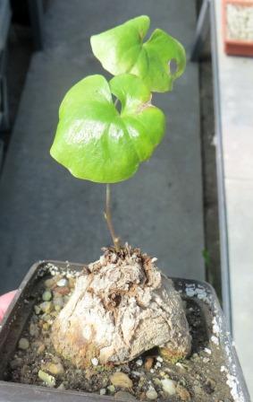 Dioscorea-elephantipes