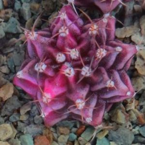gymnocalycium damsii rotundulum variegata