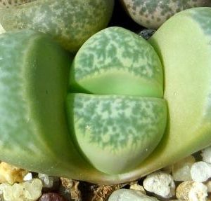 lithops helmutii