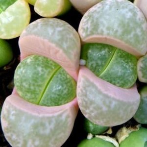 lithops helmutii