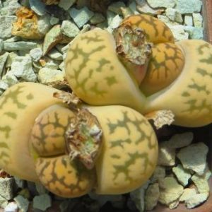 lithops karasmontana bella C 143