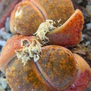 lithops lesliei classic