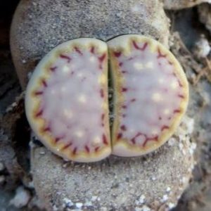 lithops julii milki window