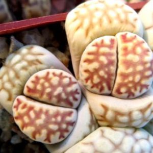 lithops sghwantesii rugosa c 247