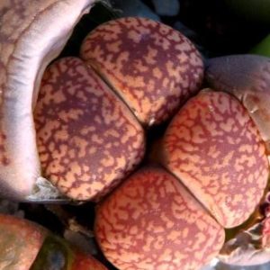 1550 lithops aucampiae kuruman